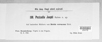 Pezizella jaapii image